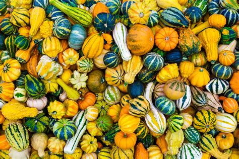 Decorative Gourds: Post-Halloween Decor & Preservation Tips
