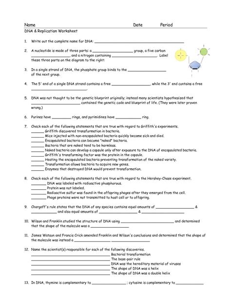 Dna structure and replication (worksheet). Dna Structure and Replication Review Worksheet ...