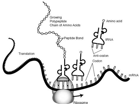 Ask questions about your assignment. This is a model of translation in which the genetic code ...