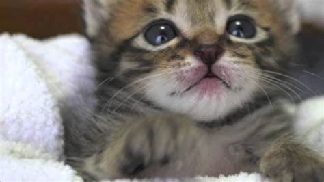 New Born Tabby Kittens Hd Youtube
