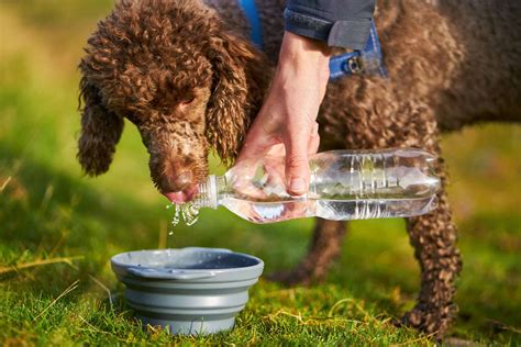 Heat Exhaustion In Dogs Causes Treatment And Prevention