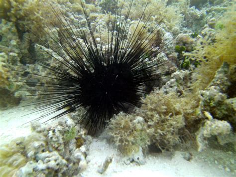Sea Urchin Diadema Sp In 2021 Urchin Sea Urchin Marine Life