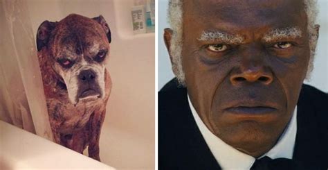 10 Animals That Totally Look Like Celebrities Paws Planet