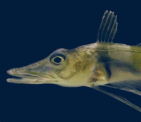 Icefish Genome Reveals Adaptations To Extreme Antarctic Environments