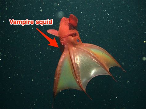 16 Creatures From The Bottom Of The Ocean That Will Give You Nightmares