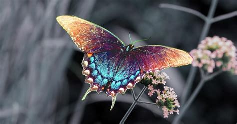 Looking for the best wallpapers? Brown blue butterfly wallpaper | HD Animals Wallpapers