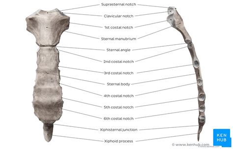 This often has little impact on function or treatment following injury but can the sternum connects the first six ribs in the middle of the chest while serving as a strong protector of the stomach, heart, and lungs which lie below. Sternum: Anatomy, parts, pain and diagram | Kenhub