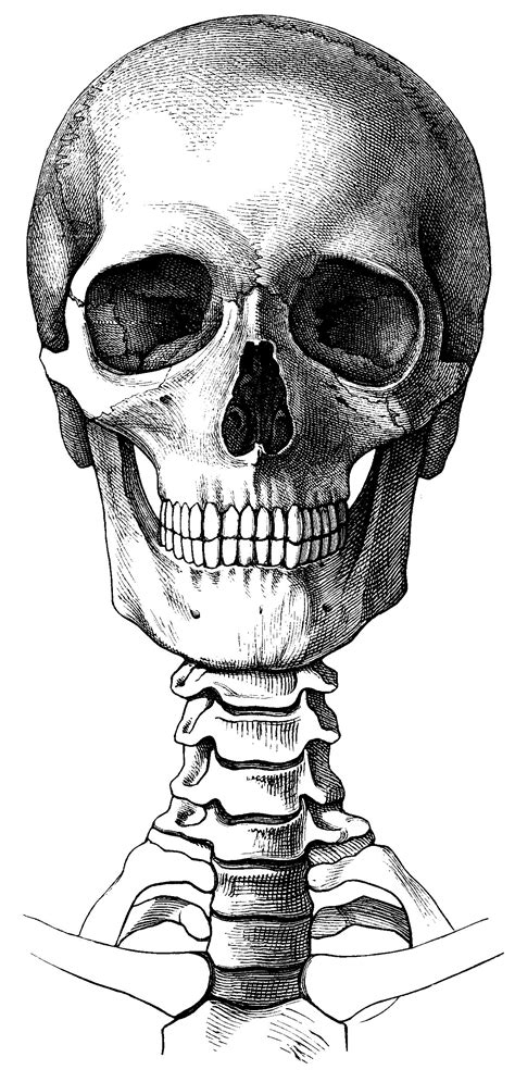 A Black And White Drawing Of A Human Skull With The Lower Jaw Exposed
