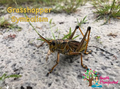 Grasshopper Symbolism Health Manifested