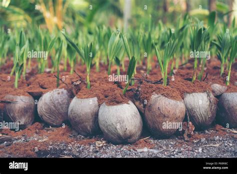 Sprout Of Coconut Tree Young Coconut Seed Germination Green Leave