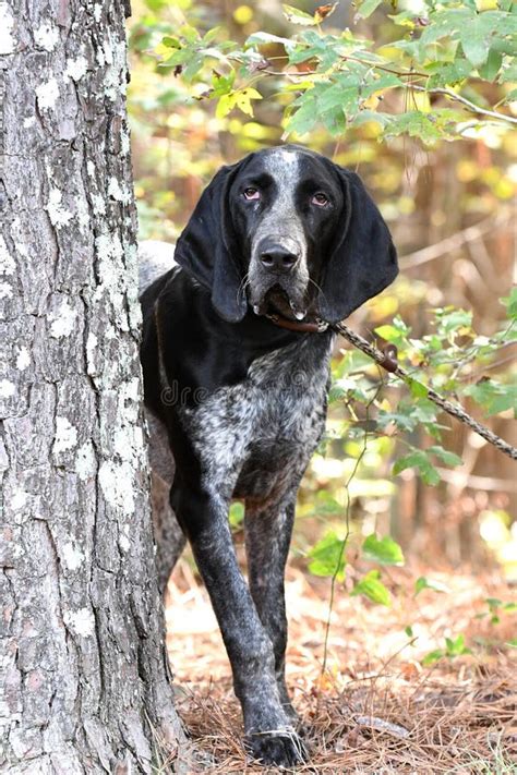 Male Bluetick Coonhound Dog With Floppy Ears Dog Rescue Pet Adoption