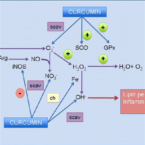 Curcumins Antioxidant Mechanisms In This Chart The Mechanisms By