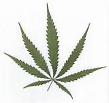 Marijuana Leaf Images Images