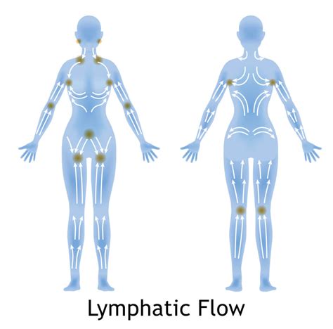 Lymph Drainage Body Of Health