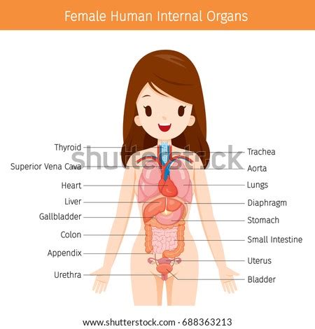 Learn vocabulary, terms and more with flashcards, games and other study tools. Vector Images, Illustrations and Cliparts: Female Human ...