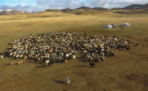 Meeting Meat Demand Mongolia To Trade Percent Of Livestock News Mn