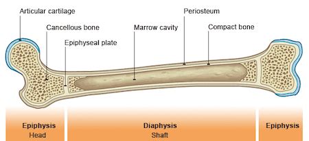 The epiphyseal plate is important because it is the site of bone growth. If a bone fracture across an epiphyseal plate occurs in an ...