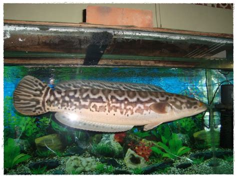 Ikan yang amat cantik tetapi jangan terpedaya dengan kecantikannya. Gambar Ikan Toman | Dunia Binatang