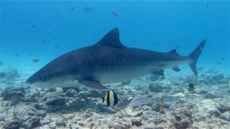 Shark Diving In Maldives Fuvahmulah Youtube