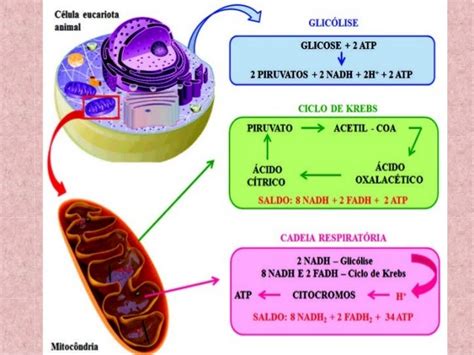 Metabolismo Energético Das Células