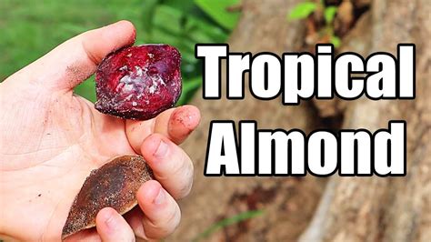 tropical almond foraged food weird fruit explorer in the seychelles youtube