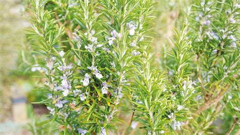 How To Grow Rosemary From Cuttings And From Seed With Top Care Tips
