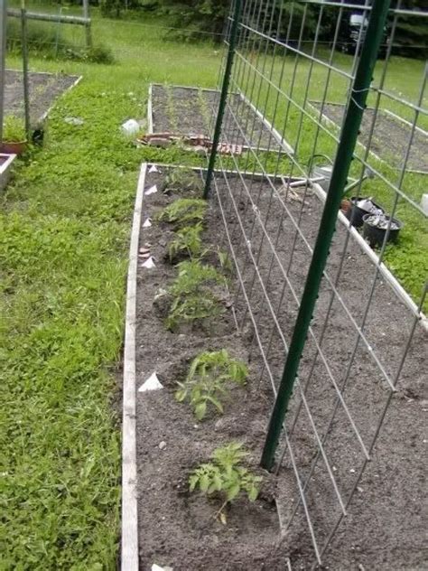 Tomato Trellis Ideas To Maximize Your Yield And Easier Picking Garden