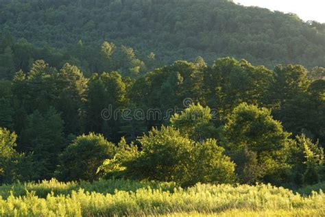 Forest In Late Afternoon Light Stock Photo Image Of Peace Vermont