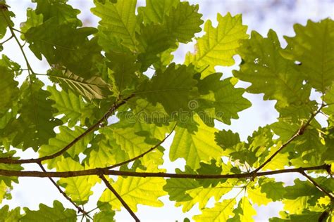 Background Of Young Oak Leaves On Branches Stock Image Image Of