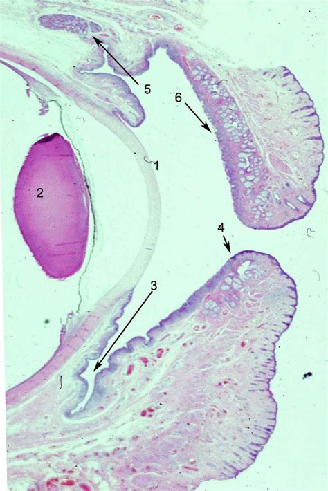 Anatomy Of The Human Eye Conjunctiva