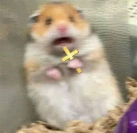 Scared Hamster Holding A Cross Meme Scared Mouse Keep Meme