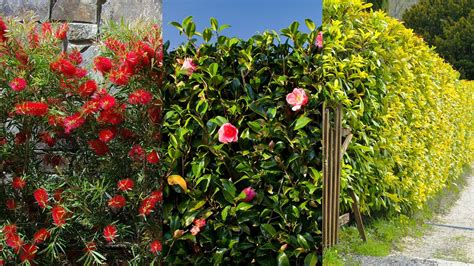 Best Fast Growing Hedges 10 Ideas For Structure And Boundaries Homes