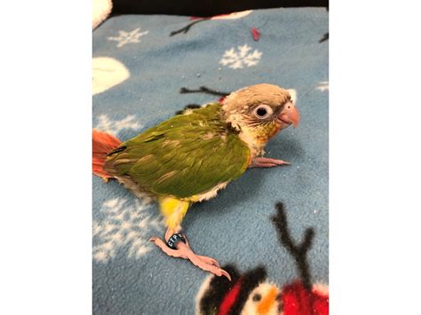 In this video, i will tell you the 5 things that i love about having a pineapple green cheek conure & why you should get a. Pineapple Green Cheek Conure-BIRD-Male--2609560-Petland ...