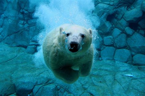Sea World Polar Bear Henry Heads To Canada Australasian Leisure