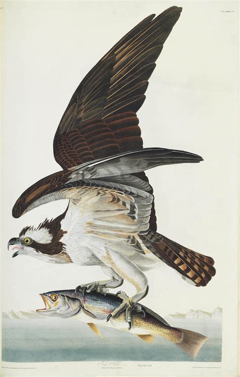 Audubon John James 1785 1851 The Birds Of America From Original