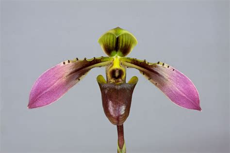 Paphiopedilum Amabile Slippertalk Orchid Forum The Best Slipper