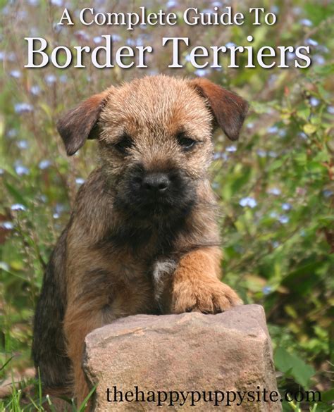 Border Terrier A Complete Guide The Happy Puppy Site