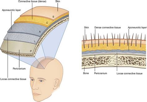 10 Applied Surgical Anatomy Of The Head And Neck Pocket Dentistry