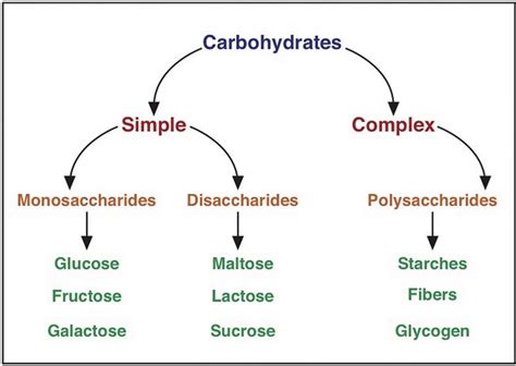 The Biologs Cape 1 Carbohydrates