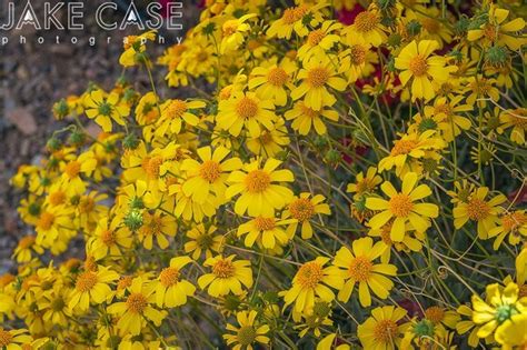 Check spelling or type a new query. Arizona Wildflowers Guide - Sonoran Desert