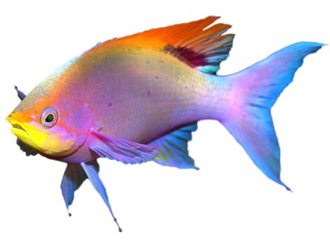 Coral Reef Fish Fish Png Download 980735 Free Transparent Coral