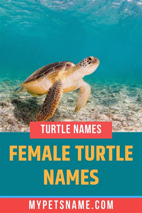 Female Turtle Names Turtle Names Turtle Female Pet Names