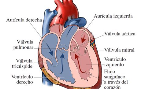 Anatomia Del Corazon Anatomia Del Corazon Anatomia Anatomia Y