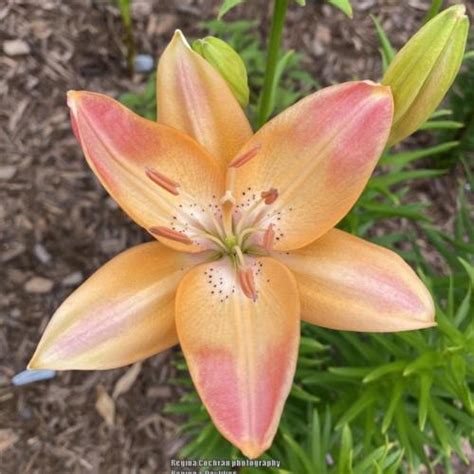 Lily Lilium Easy Beat In The Lilies Database