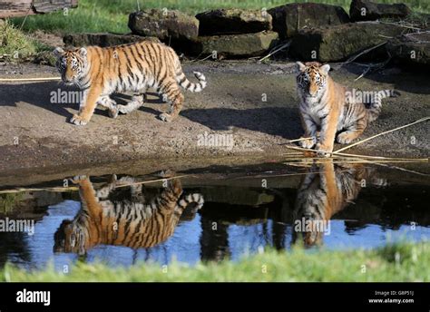 Amur Tiger Cubs Woburn Safari Park Hi Res Stock Photography And Images