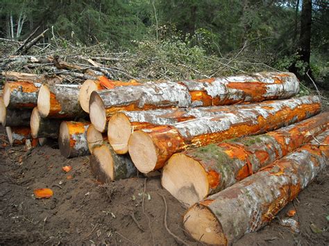 Workshop Optimize The Value Of Your Timber November 7 Northwest
