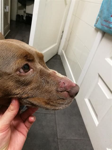 My Dog Has Some Sores On Her Nose We Are Unsure If Shes Been Bitten