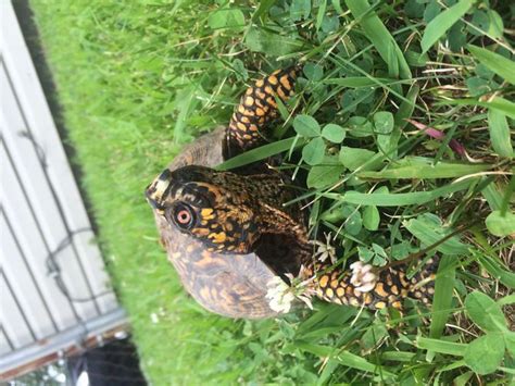 Unacceptable substrates include roughly milled hardwood mulch containing wood shards; How to Care for Your Box Turtle: 14 Steps (with Pictures)