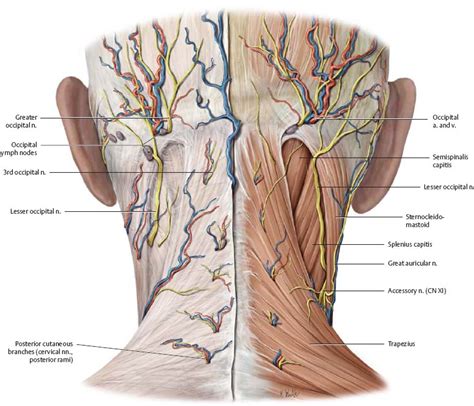 Human Anatomy Neck Glands