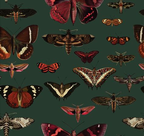 Maisie williams fruit pattern pattern art orange pattern pattern designs pattern illustration art and illustration art illustrations motifs textiles. Removable vintage wallpaper butterflies pattern dark green ...